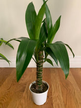 Load image into Gallery viewer, Dracaena Elegance &#39;Happy Plant&#39; (Local Pick Up)
