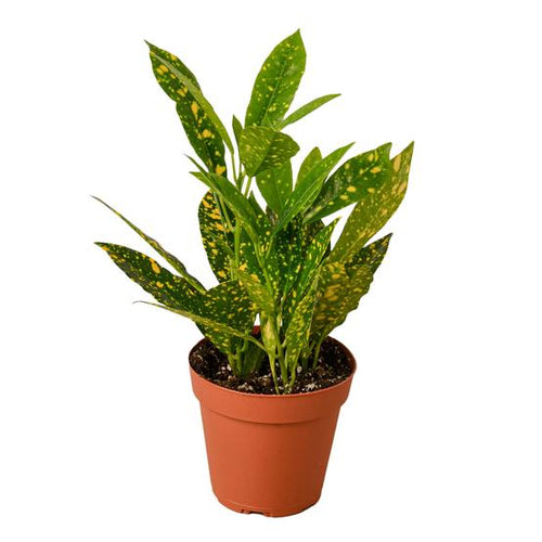 Croton 'Gold Dust' Plant