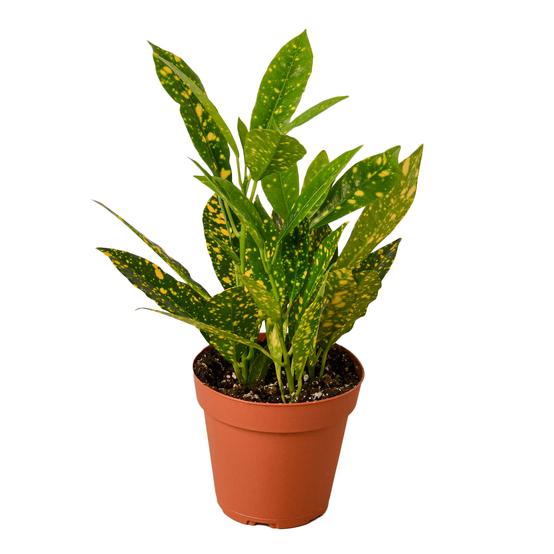Croton 'Gold Dust' Plant