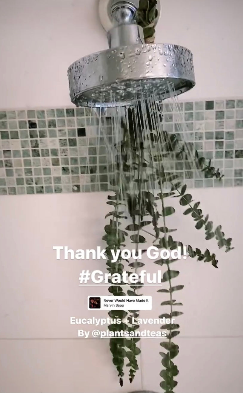 Eucalyptus Bundles (Local Pick Up)