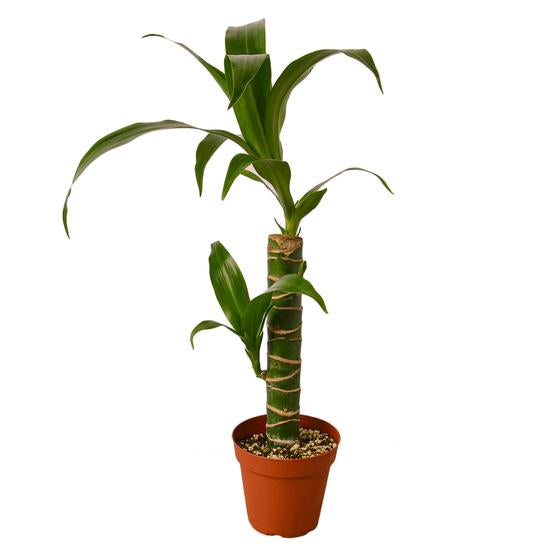 la planta dracaena Dracaena Elegance 'Happy Plant' – Plants and Teas