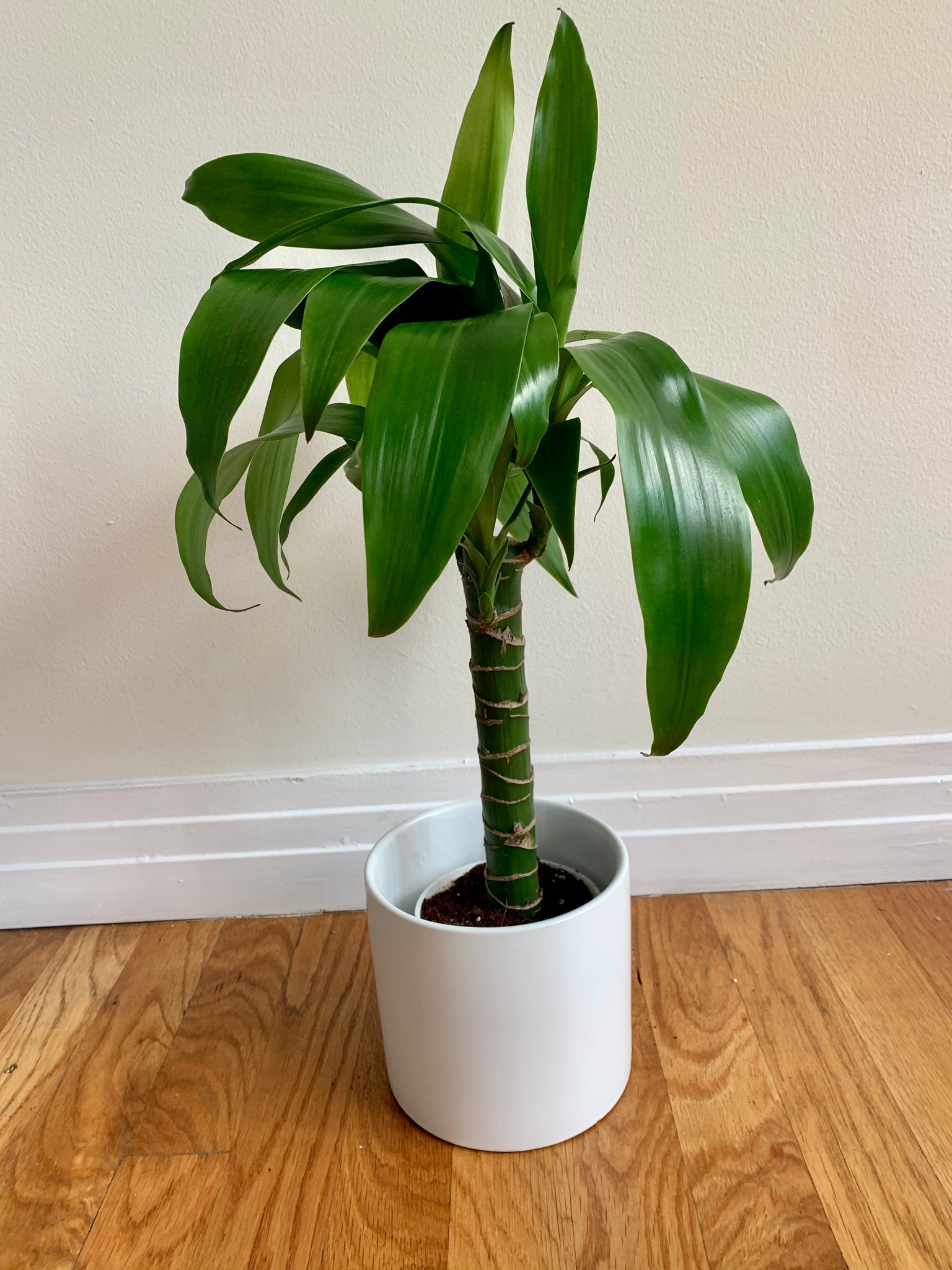 dracaena elegance cane Dracaena Elegance 'Happy Plant' – Plants and Teas