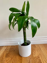 Load image into Gallery viewer, Dracaena Elegance &#39;Happy Plant&#39;