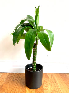 dracaena happy plant care Dracaena Elegance 'Happy Plant' – Plants and Teas