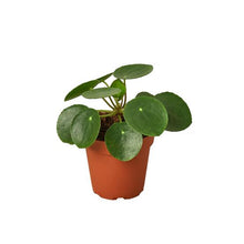 Load image into Gallery viewer, Pilea Peperomioides &#39;Chinese Money&#39;