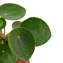 Load image into Gallery viewer, Pilea Peperomioides &#39;Chinese Money&#39;