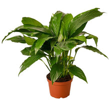 Load image into Gallery viewer, Spathiphyllum &#39;Peace Lily&#39;