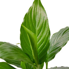 Load image into Gallery viewer, Spathiphyllum &#39;Peace Lily&#39;