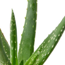 Load image into Gallery viewer, Aloe Vera Plant