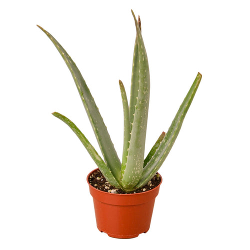 Aloe Vera Plant
