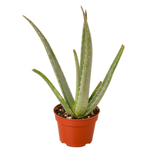 Aloe Vera Plant
