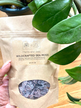 Load image into Gallery viewer, 100% Wildcrafted Purple Sea Moss (dried)